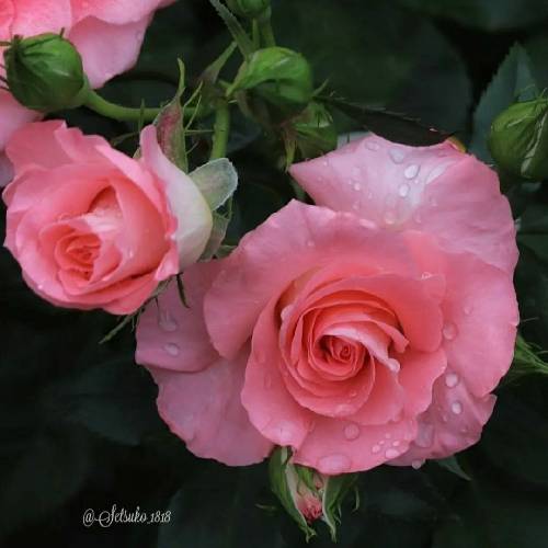 هادی عیوضی بهار اومه دوباره روشن وابی ستاره خدا سیم زنده وابی